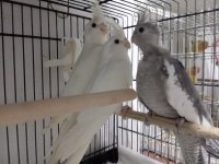 Yeni Yeme Düşen Sultan Papağanı Yavrular