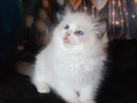 Derin Gözlü Ragdoll Kedimiz