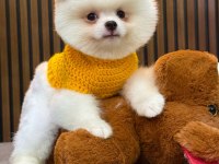 Orijinal Güler Yüzlü Show Kalite Pomeranian Köpeğimiz