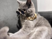 British Shorthair 2 Yaşında