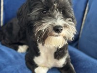 Köpeğimizden Kesinlikle Ücret Talep Edilmeyecek