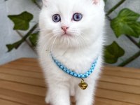 Kar Beyazı Dişi Ve Erkek British Shorthair