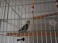 Sevda Cennet Papağanı