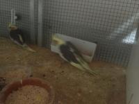 Yavru Sultan Papağanlarımız