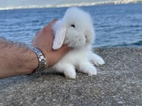 Safkan Evcil Yavru Tavşanlar Her Yere Gönderilir