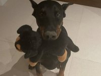 Sağlık ve ırk garantili doberman köpekleri