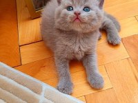 Gri Ve Lilac Renk Erkek Dişi British Shorthair Yavrular