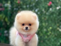 Sevimli ayıcık teddy ayı suratlı pomeranian boo yavrumuz