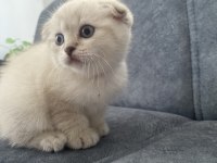 41 Günlük Beyaz Scottish Fold Yavru