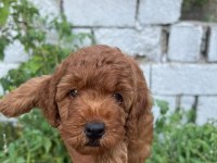 Toy Poodle Yavrumuz