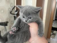 British Shorthair Kedisi