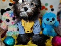 Orjinal Toy Maltipoo Yavrular