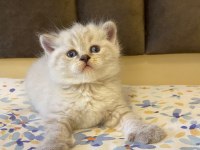 Blue Point Kedilerim Sahibini Arıyor