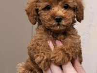 Güvenilir Üreticiden Poodle