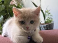 2.5 Aylık Yavru Anne Scottish Baba British