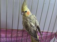 Ev kuşu alaca bakamıyor o yüzden vereceğim