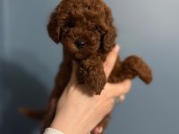 Toy Poodle Yavru Dişi