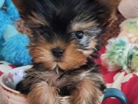 Orjinal şecereli teacup yorkshire terrier yavrumuz