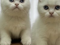 Anne british shorthair, baba exotic shorthair
