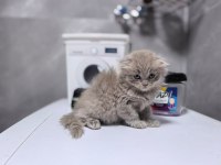 Ruhsatlı İşletmeden Scottish Ve British