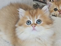 Absolu torunu prenses british longhair