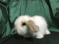 Kapıya Kadar Teslim Hollanda Teddy Lop Tavşanları