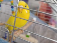 Çok Fazla Kuş Olduğundan Dolayı Sahiplendirilecek