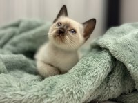 Siyam kedilerimizi sahiplendirmek istiyoruz