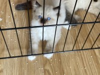 Safkan Ragdoll Yavru Kedilerimiz