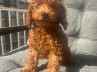 Toy boy poodle 3 aylık yavru