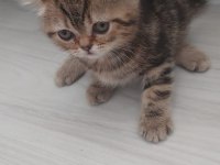 Scottish Fold Kedimiz İstanbul Tuzla