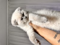 Scottish fold blue point erkek 65 günlük