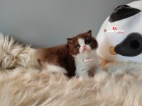 Safkan Teddy Bear British Bebeklerim