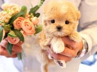 2 Aylık Korean Toy Poodle Yavrularımız