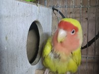 Takım sevda papağanı