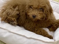 4 Aylık Dişi Toy Poodle