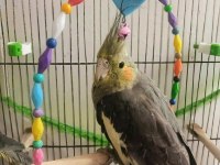 Sultan papağanı (ele gelir)