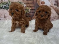 Mükemmel Toy Poodle Yavrularımız