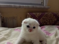 Kar beyazı scottish fold mavişler