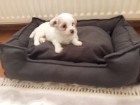 Acil Satılık Köpekler