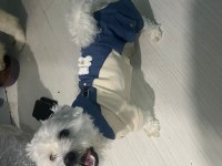 Ücretsiz 1.5 Yaşında Erkek Maltese