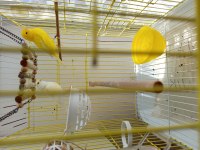 Dişi Ve Erkek 2 Adet Kafesi İle Birlikte Kanarya