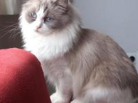 Ragdolltown - kedi kasabası