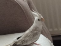 Her Tür Sultan Papağanı Vardır