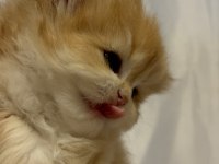 Safkan British Golden Longhair Shorthair Ny12 Yavrular