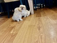 Zıpır Pekinez Kardeşler