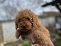 Ev üretimi poodle yavrularımız