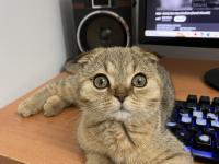 Yavru scottish fold uysal