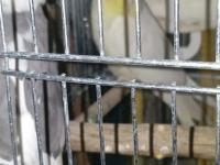 Yavru alınmış çift sultan papağanı