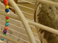 8 Aylık Dişi Eğitime Ve Eşe Uygun Sultan Papağanı